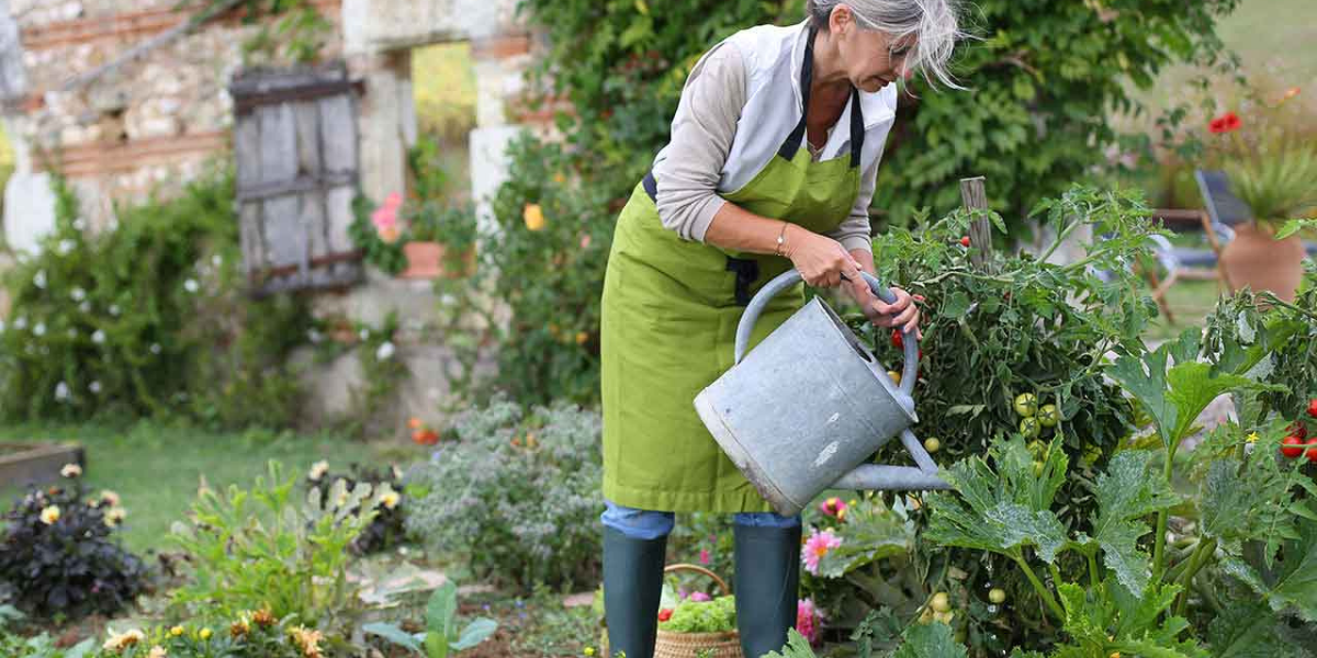Waternig Allotment